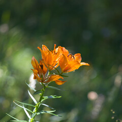 The fire lily, Lilium bulbiferum, is widely distributed in much of Europe and grows in mountain meadows and on hillsides.
