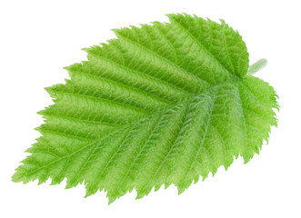 Hazelnut green leaf isolated on transparent background. Leaf PNG