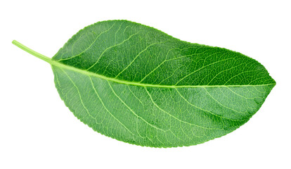 Obraz premium Green pears leaf isolated on transparent. Pears leaf PNG. Pears leaf full macro photo. No AI