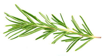 Rosemary twig and leaves isolated on white background. Rosemary top view. Rosemary full macro photo