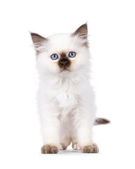Fototapeta premium Cute seal point Sacred Birman cat kitten, standing up facing front. Looking straight to camera with breed specific blue eyes. Isolated on a white background.