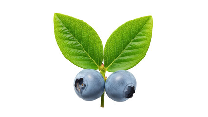 Two blueberries with leaves isolated PNG, fresh and ripe berries on transparent background, healthy food ingredient for design and nutrition