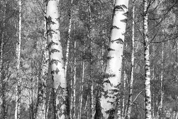 Fototapeta premium black-and-white photo with white birches