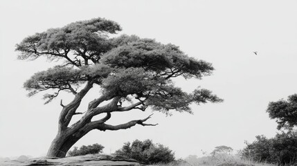 Monochrome Majesty A Solitary Tree Against a Bright Sky.