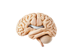 Realistic Human Brain Anatomy Model