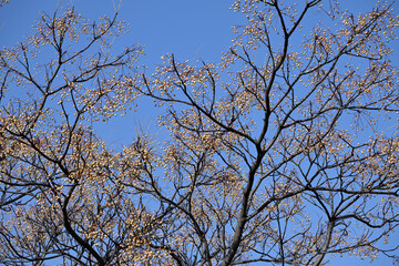 Ripe fruits of Chinaberry tree, on the branches
