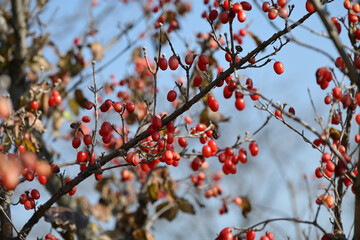 Red fruits of cornus officinalis, Beginning ripe Japanese cornelian cherry, on the branch