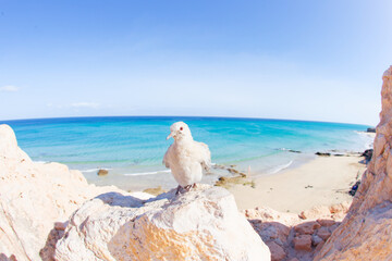 mouette &agrave; Fuerteventura