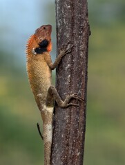 Oriental Garden Lizard