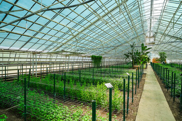 Greenhouse or botanical garden filled with diverse vegetation