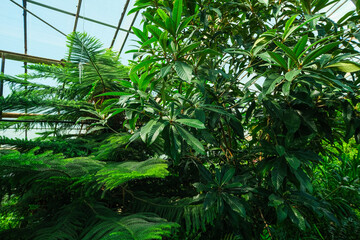 Greenhouse or botanical garden filled with diverse vegetation