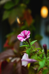 pink rose in the garden © Veronika