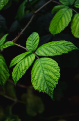 green leaves in the forest