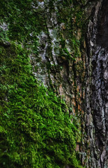 moss on the tree