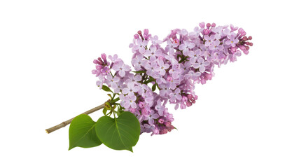 Obraz premium Fresh purple lilac flower branch with green leaves isolated on white