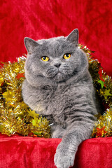 Adorable Blue British Shorthair cat in Christmas tinsel on a red background. Christmas concept