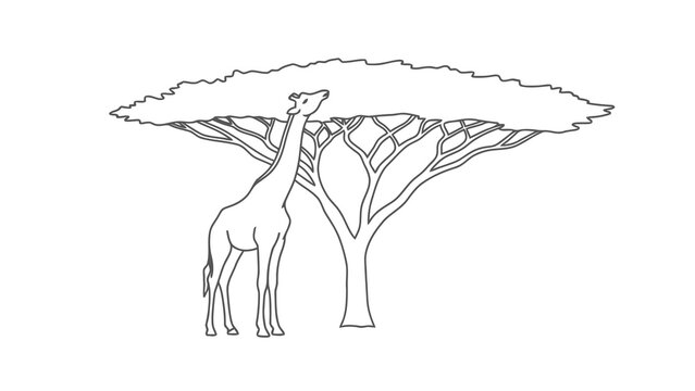 Simple line art illustration of a giraffe eating leaves from an acacia tree on a white background