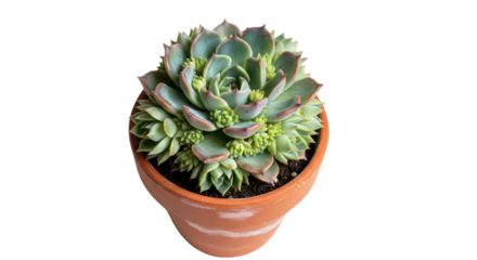 Echeveria succulent plant with offsets in terracotta pot isolated on black potted, Isolated On Png Transparent Background