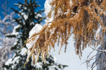Lerchenzweige gelb im Kremstal  bei Neuschnee in &Ouml;sterreich