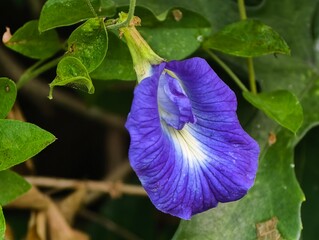 Butterfly pea flower 'bunga telang' (Clitoria ternatea) Blue Blossom on natural background