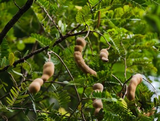 Tamarind 'asam jawa"