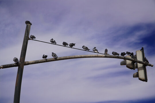 Pigeons perched on a power line worn by time, under a clear blue sky on a sunny day. - Powered by Adobe