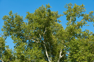 An old and majestic plane tree bathed in sunlight on a beautiful autumn day in the park in Buzias, Romania
