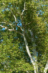 An old and majestic plane tree bathed in sunlight on a beautiful autumn day in the park in Buzias, Romania