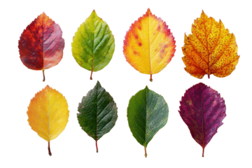 Eight autumn leaves in various colors and textures on black background leaf fall, Isolated On Transparent Background, Png Cut Out