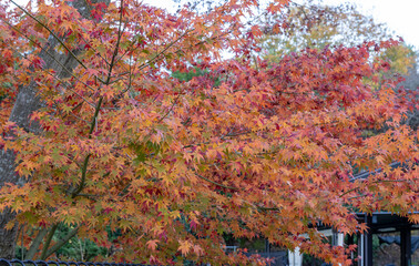 Colorful autumn leaves in a park show shades of orange and red during a cool afternoon walk in late fall