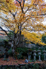 Colorful autumn leaves cover a tree near traditional stone lanterns in a garden in Japan during the fall season