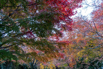 Colorful leaves on trees in a park during autumn season in the late afternoon light