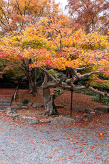 Colorful autumn leaves cover a garden path in a Japanese park with an old tree