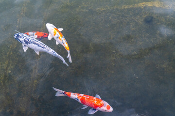 Colorful koi fish swimming in a pond during daylight hours in a garden setting