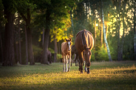 Mare and foal in sunlight