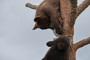 Closeup bear cubs on tree branch © Tammi Mild