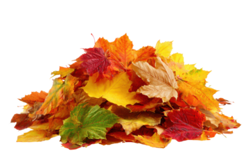 Pile of colorful autumn maple leaves on black background fall heap, Isolated On Transparent Background, Png Cut Out