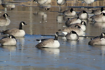canadian geese on the beach