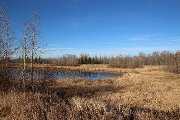 forest in autumn, Pylypow Wetlands, Edmonton, Alberta
