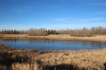 lake in the forest with blue sky