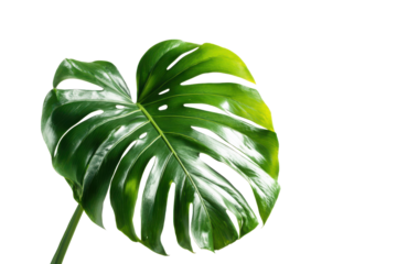 Single large green monstera leaf with holes against black background plant tropical, Isolated On Transparent Background, Png Cut Out
