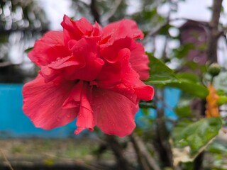 Close-Up of a Red Hibiscus Flower in Bloom