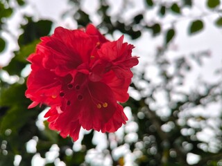 Close-Up of a Red Hibiscus Flower in Bloom
