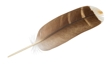 A delicate feather displays hues of brown, beige, and white against a black background