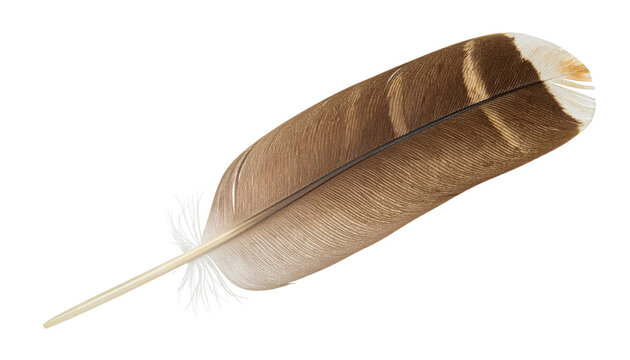 A delicate feather displays hues of brown, beige, and white against a black background - Powered by Adobe