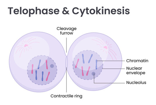 Vector illustration of Mitosis phase. Telophase and Cytokinesis	