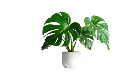 Potted monstera deliciosa plant, its bright green leaves filling frame against a stark black background in a white pot