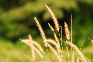 A close-up shot of golden pampas grass against a blurred green background. The focus is on the delicate, feathery plumes. It evokes a sense of natural beauty and serenity.