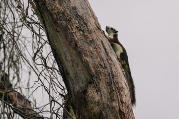 A squirrel clings to a tree trunk against a cloudy sky. The squirrel is reddish-brown with a white belly. It looks alert and curious.