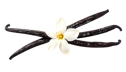 Vanilla bean pods and flower in the center on a black background, top-down, horizontal composition